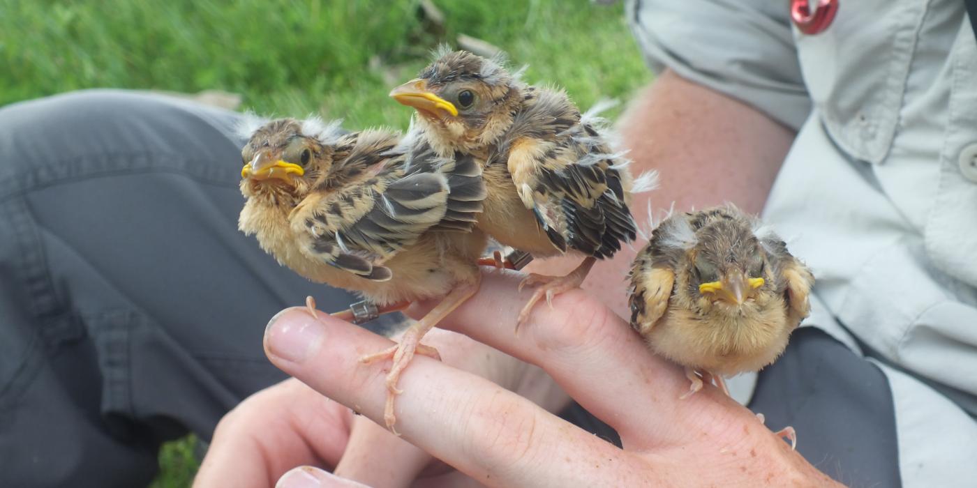 Photo of three juvenile birds perched on a man's hand. 