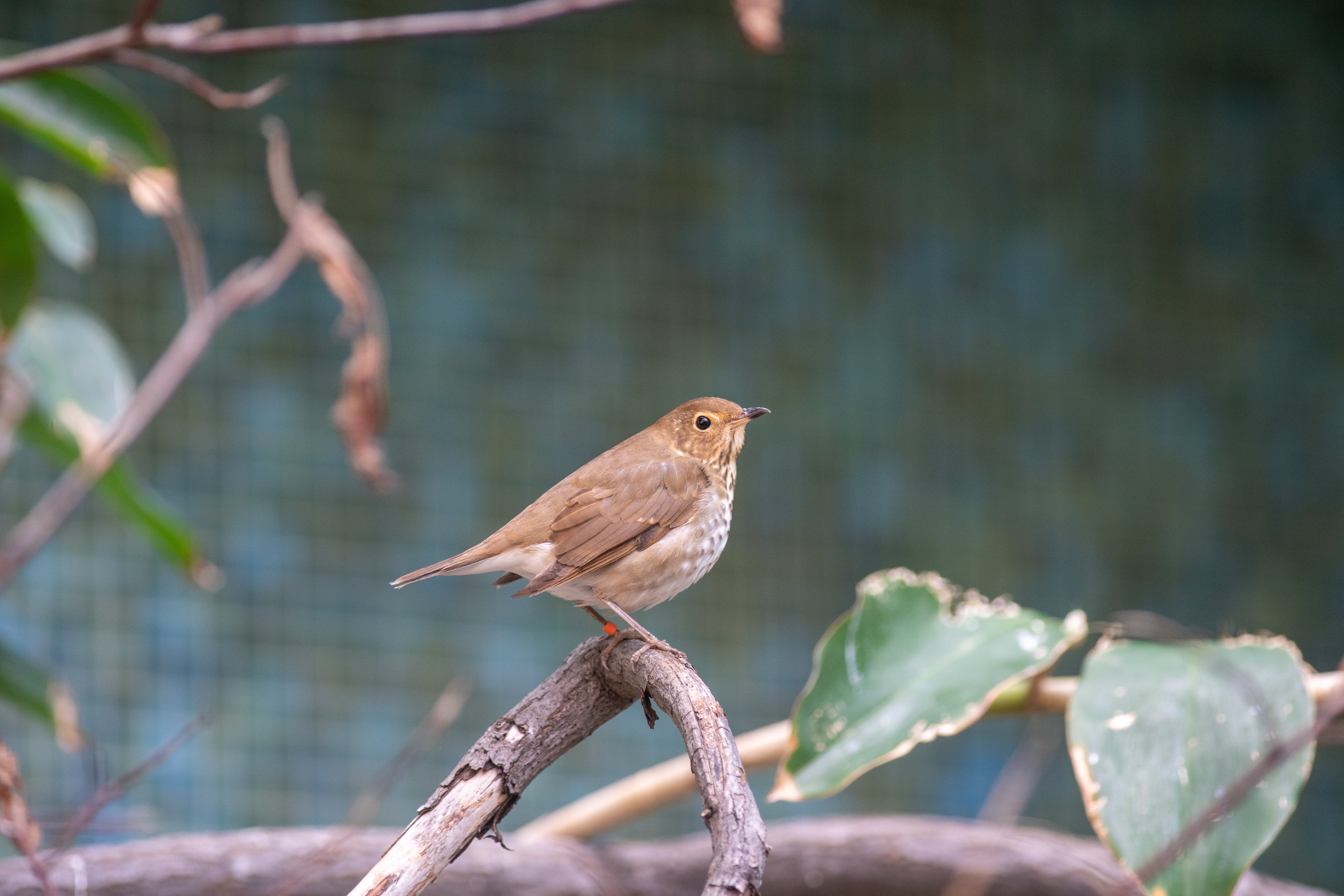 A Swainson's thrush rests on a branch in the Bird Friendly Coffee Farm aviary.