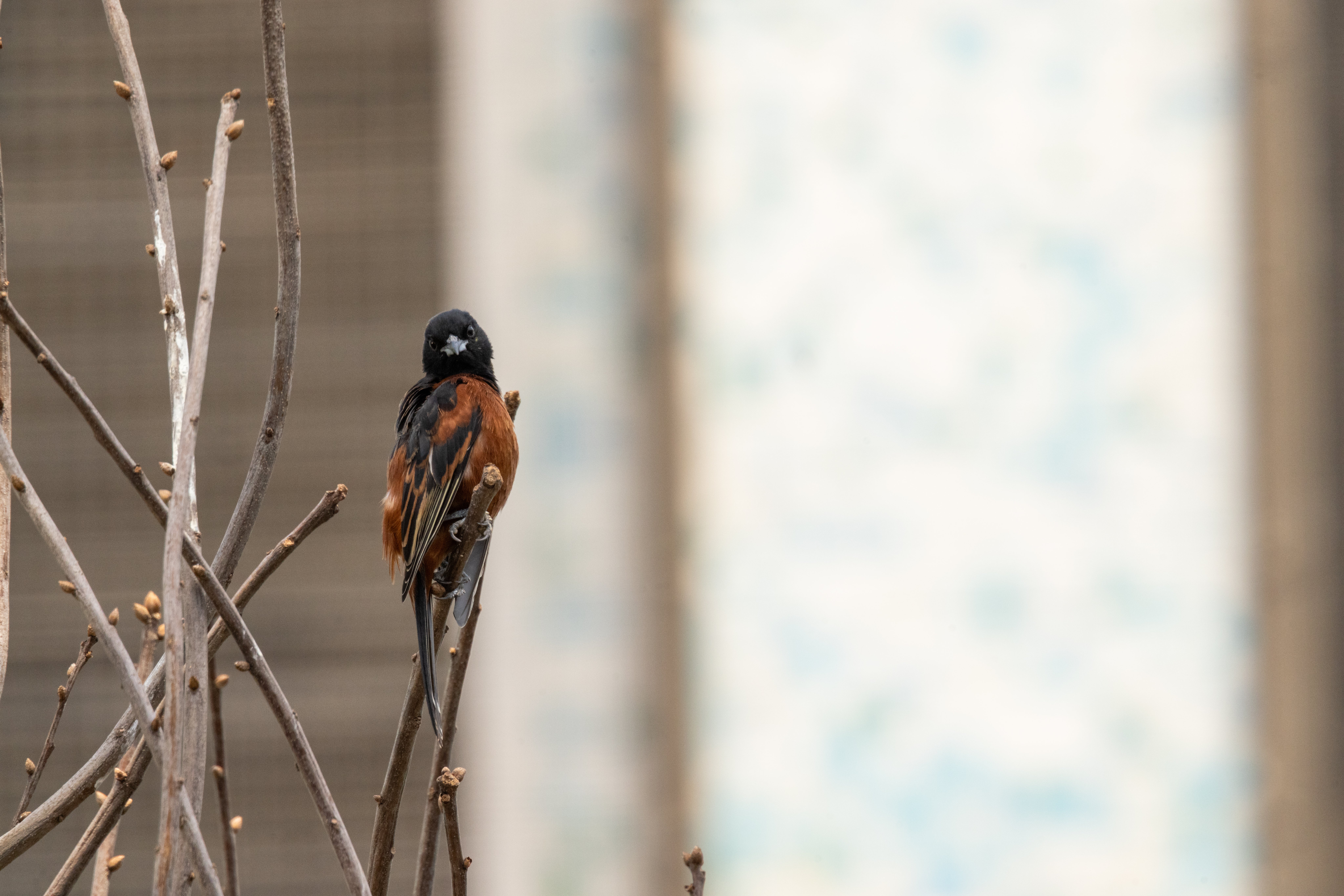 An orchard oriole rests on a branch in the Bird Friendly Coffee Farm aviary.