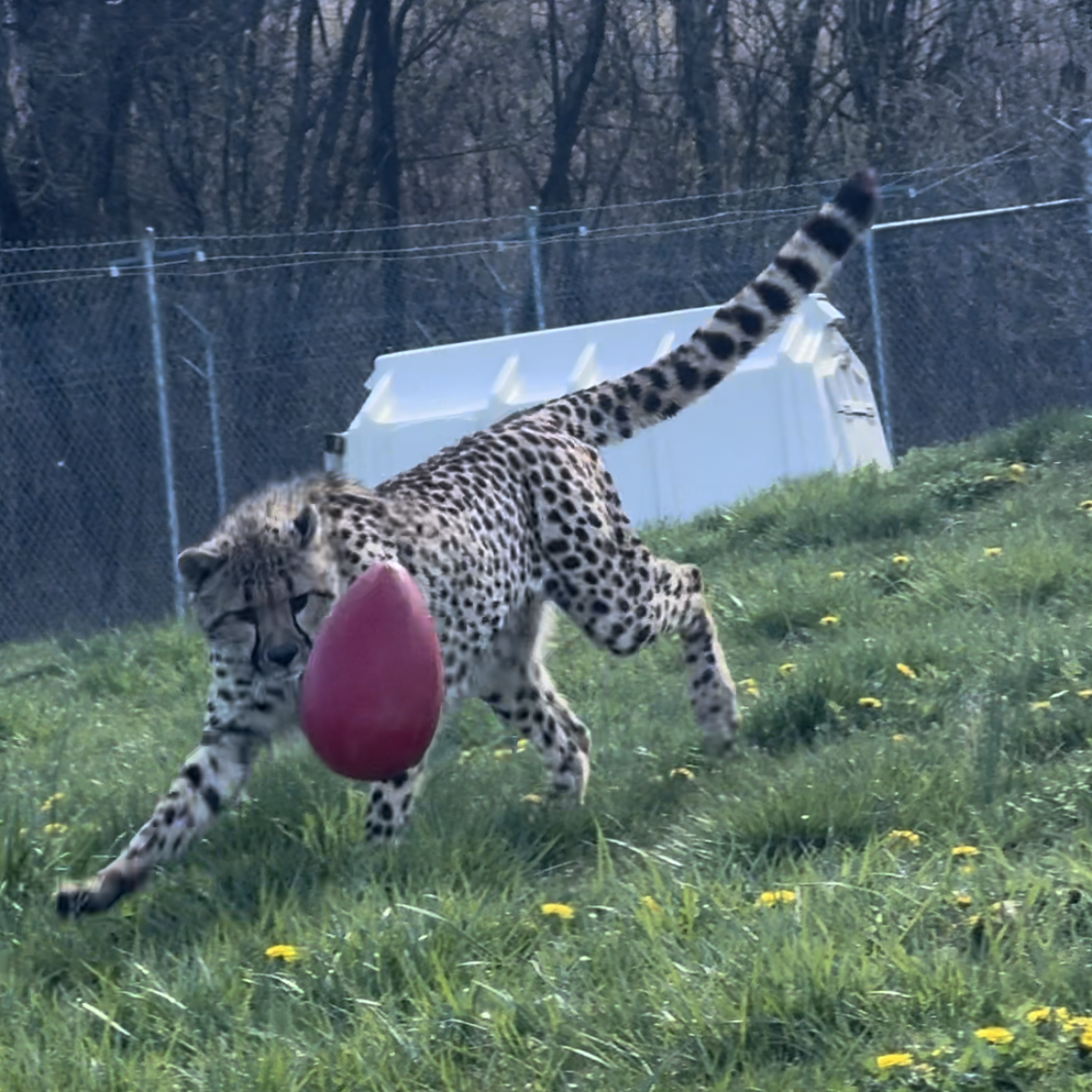 Action shot of a juvenile male cheetah chasing a bouncing red egg toy.