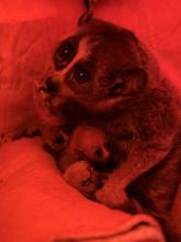 Pygmy slow loris mother Naga cradles her two infants in their exhibit at the Small Mammal House.