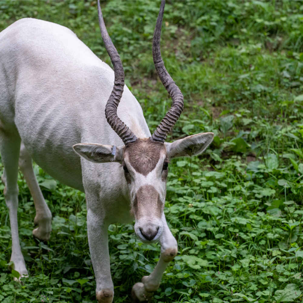 An addax looks towards the camera while walking on a bed of green grass.