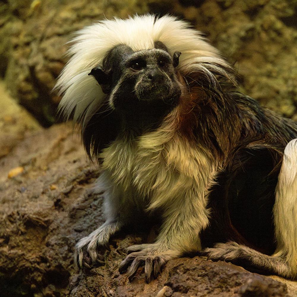 A small, furry monkey with a bright mane of white fur perches on some exhibit rockwork.