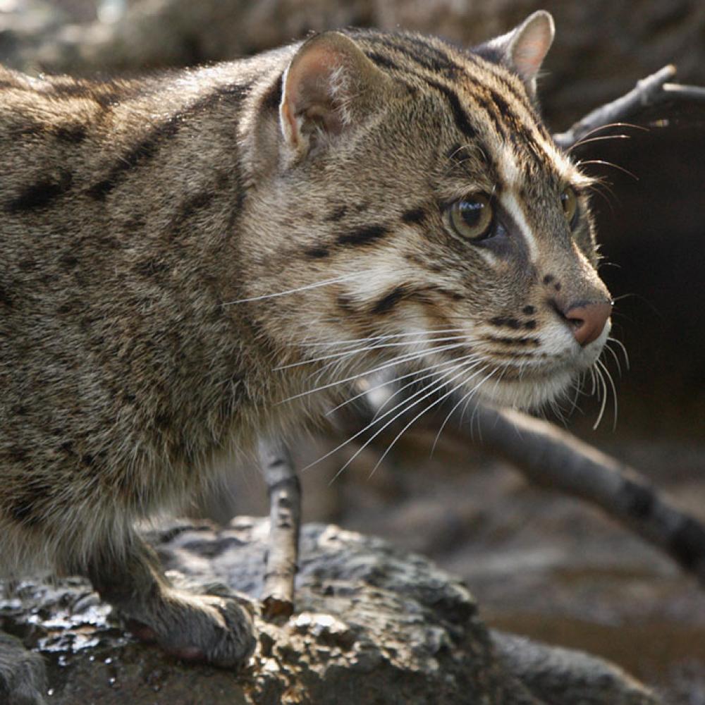 A medium-sized cat with thick fur with dark spots and stripes hunches down on a rock near water