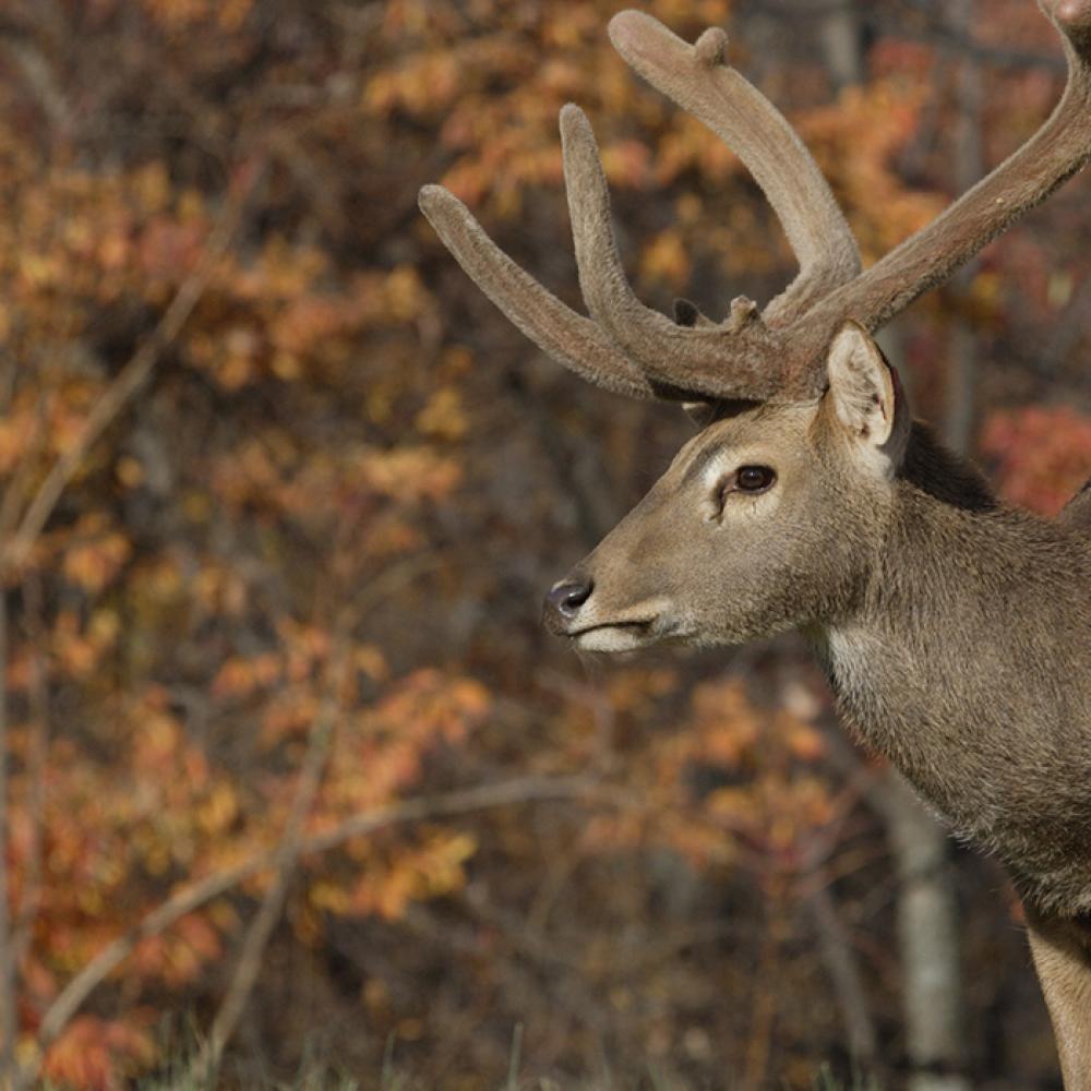 An eld's deer with horns stands against a backdrop of trees with orange leaves