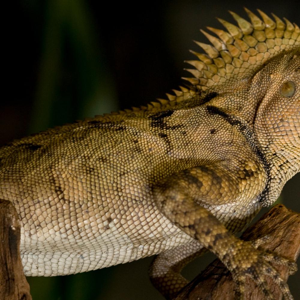 A chameleon forest dragon with mottled brown skin and a spiked crest at the base of its neck.