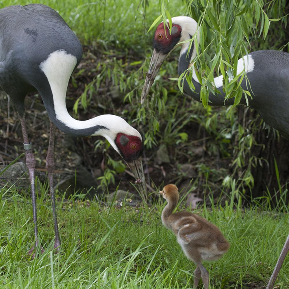 Two adult white naped cranes and chicks