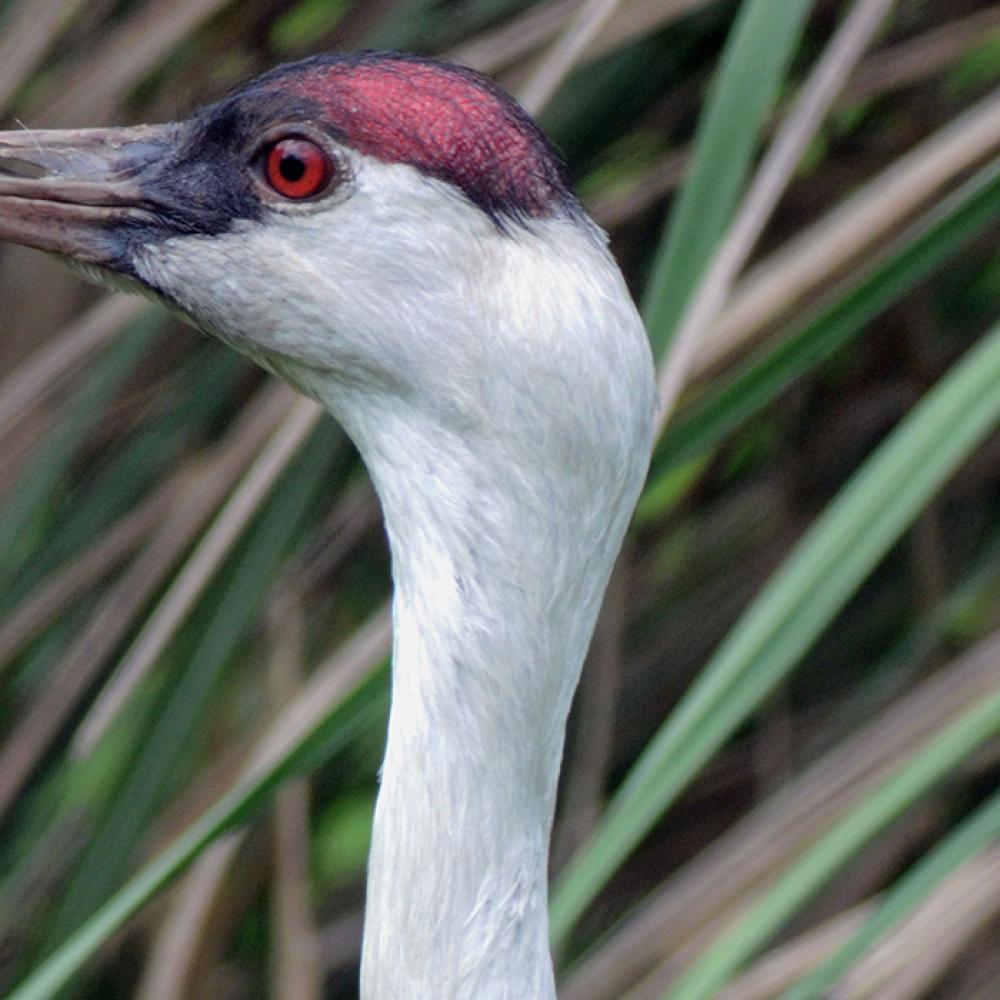 A close-up photo of the profile of a hooded crane's head with tall grasses in the background