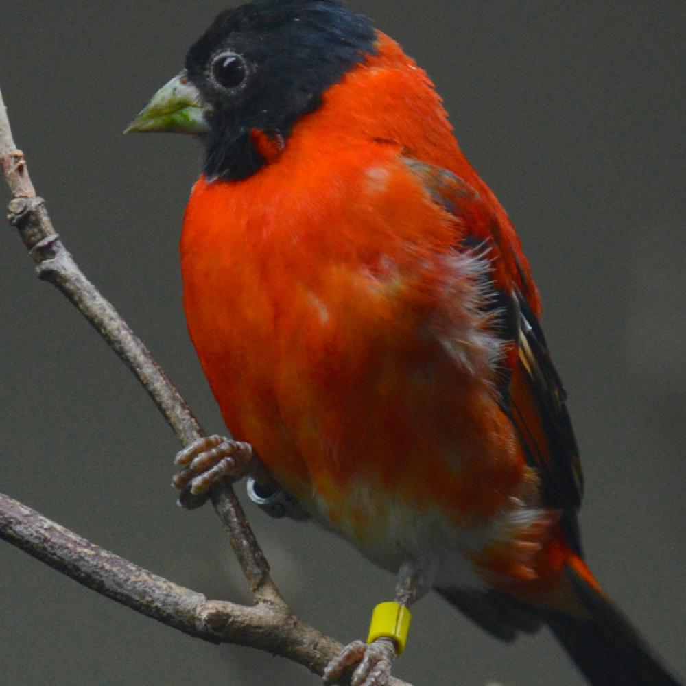 A red siskin bird perched on a tree branch 