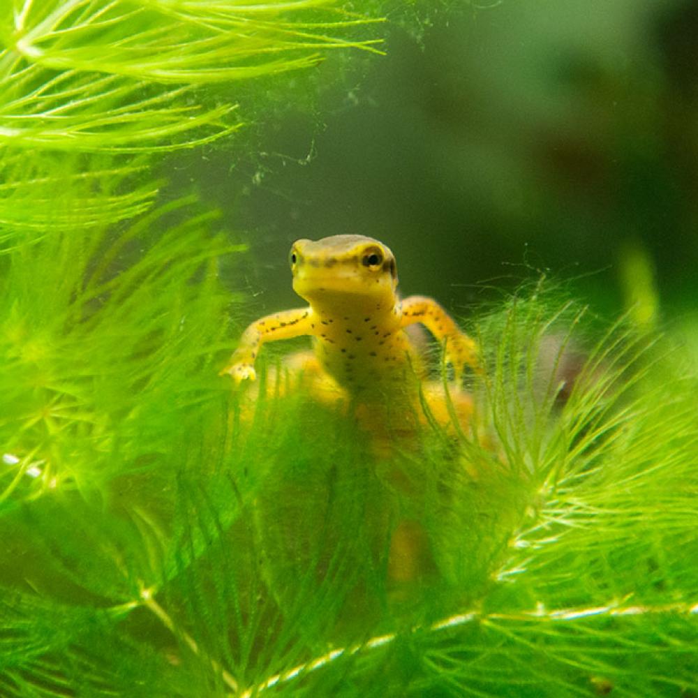 A small, yellow eastern newt swims through the water near a leafy, green frond