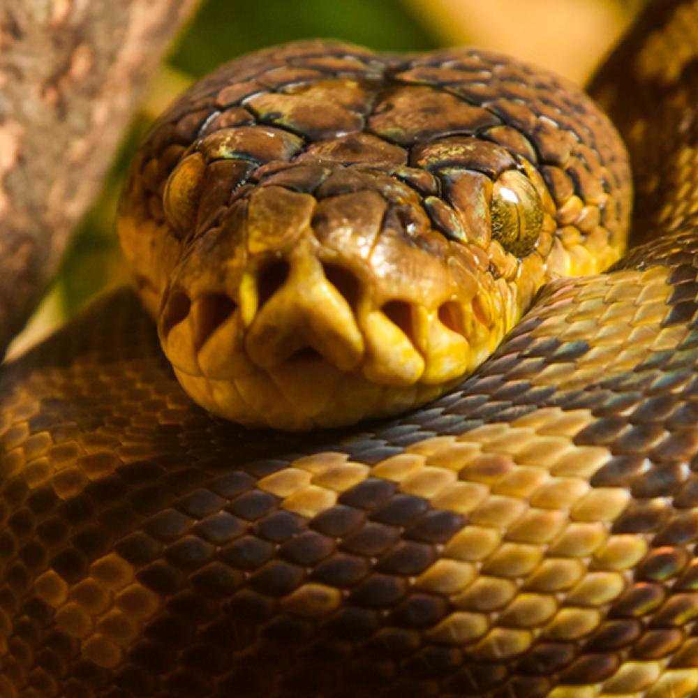 A close-up photo of a timor python, its face resting on its curled up body.