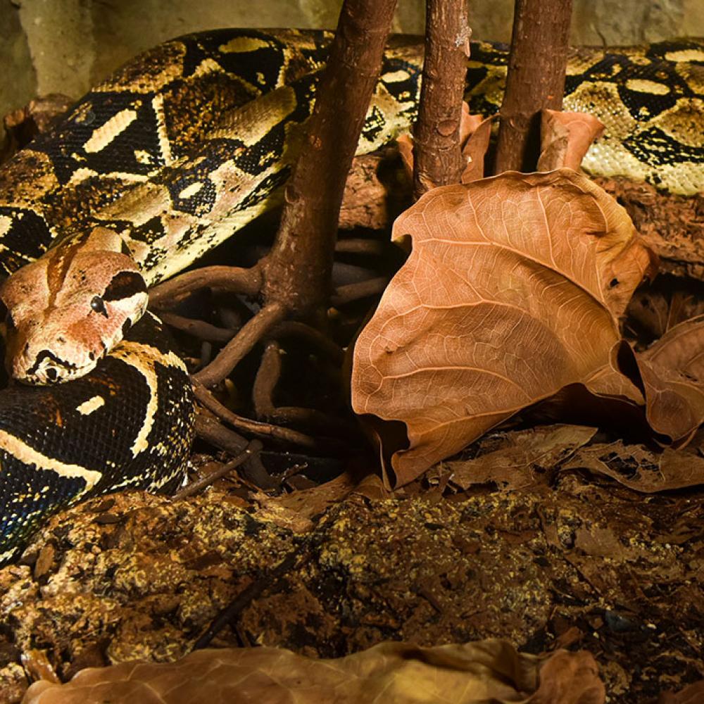 A large snake with a black and white diamond pattern rests on a log near fallen leaves and dirt