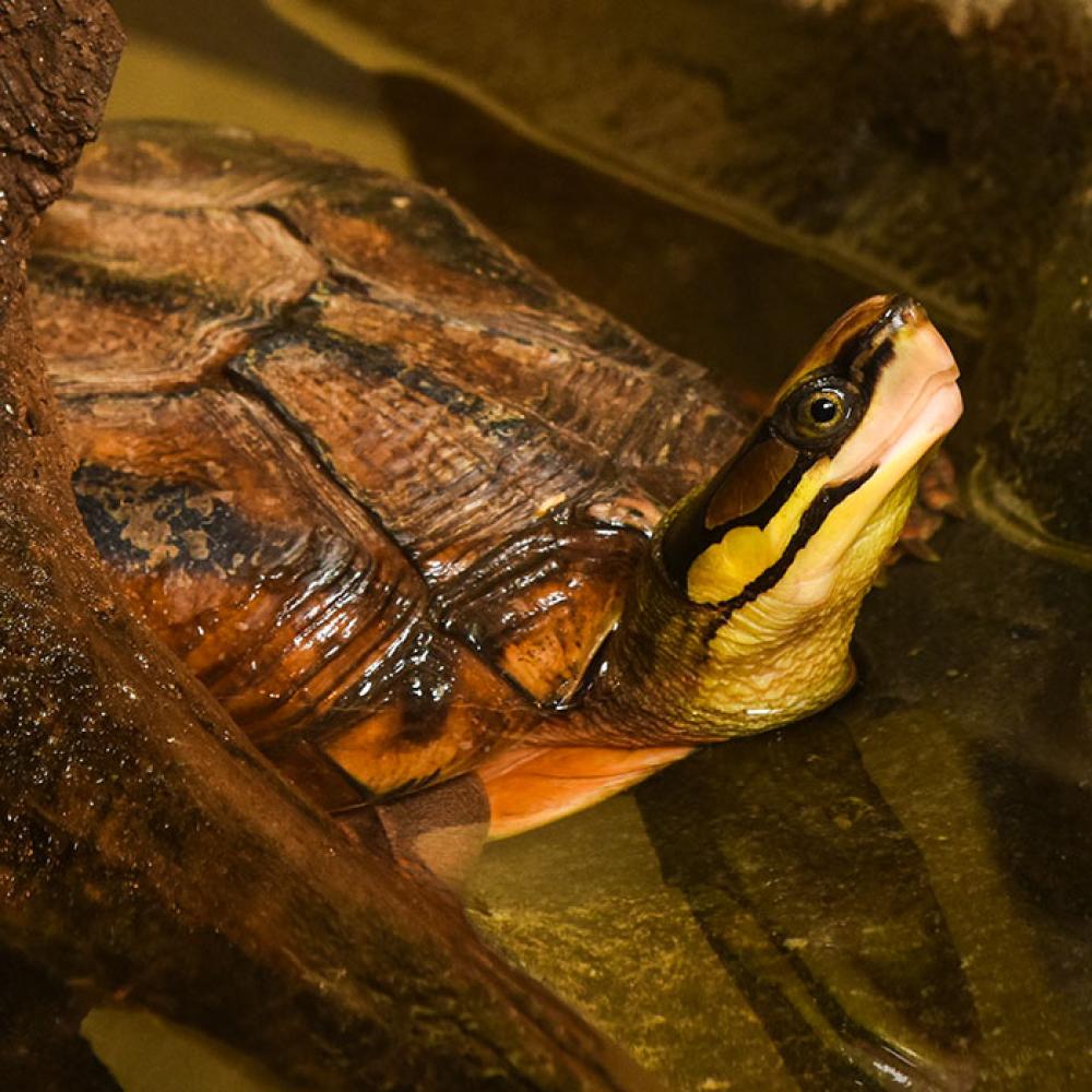 A small box turtle with a dark stripe across its eye and three stripes across its shell pokes its head out of the water