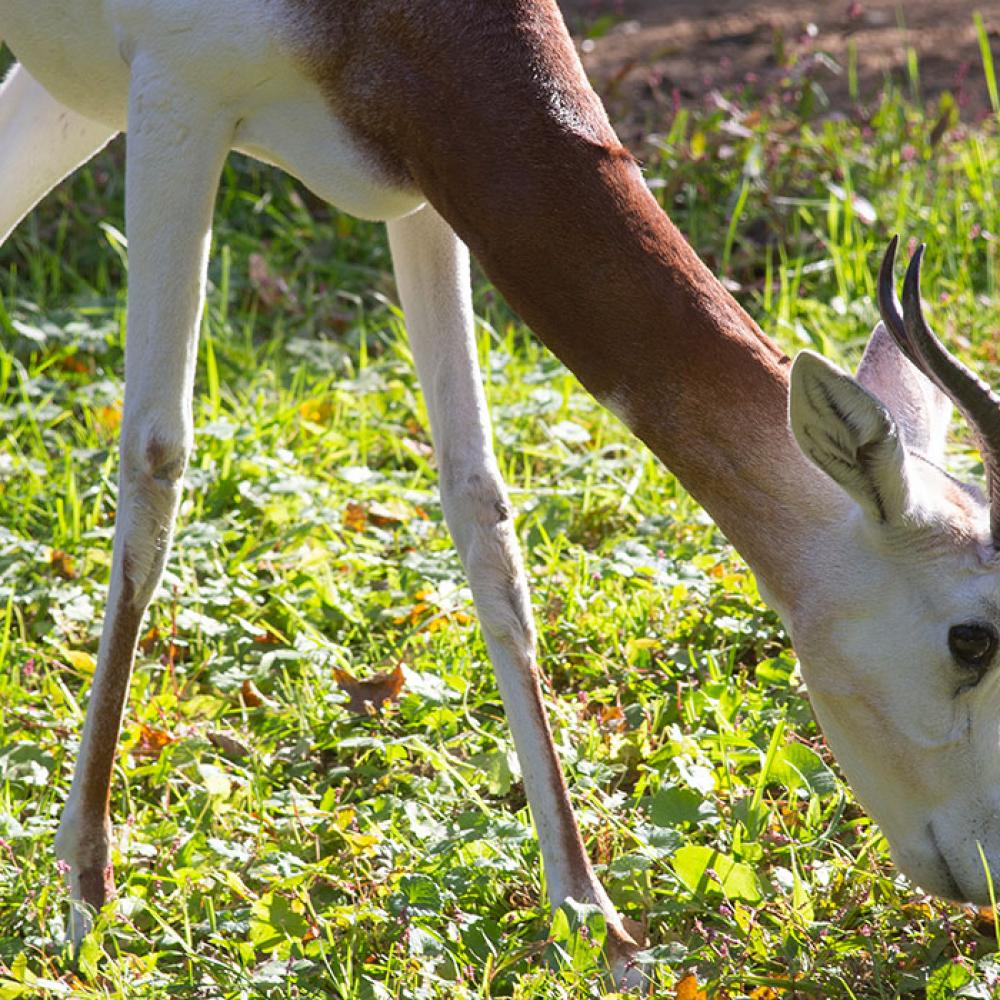 A dama gazelle with short, curled horns and long legs grazes on grass in the sun