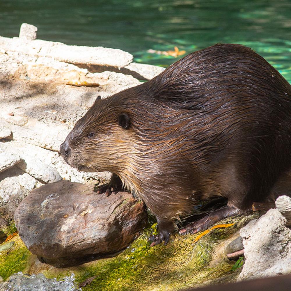 A beaver with thick, wet fur, long claws and whiskers stands in shallow water and rocks