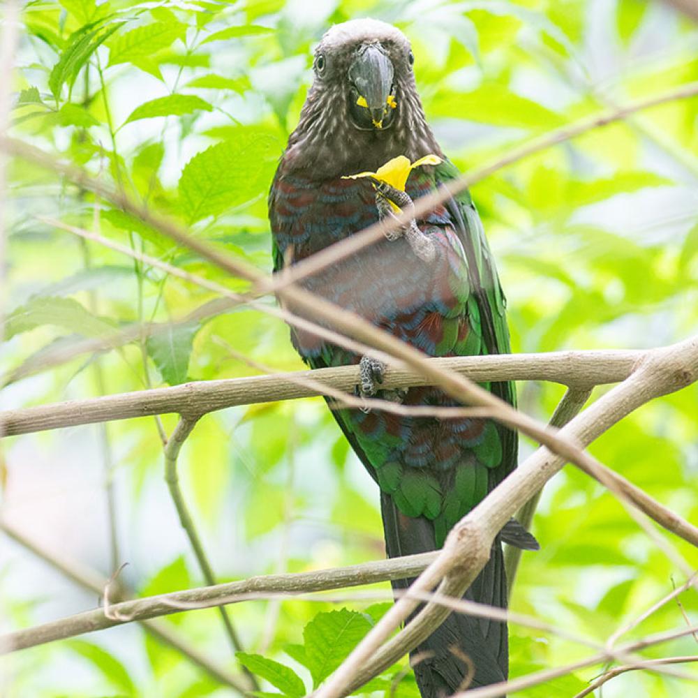 A small, multicolored parrot perched on a branch with a flower in one claw