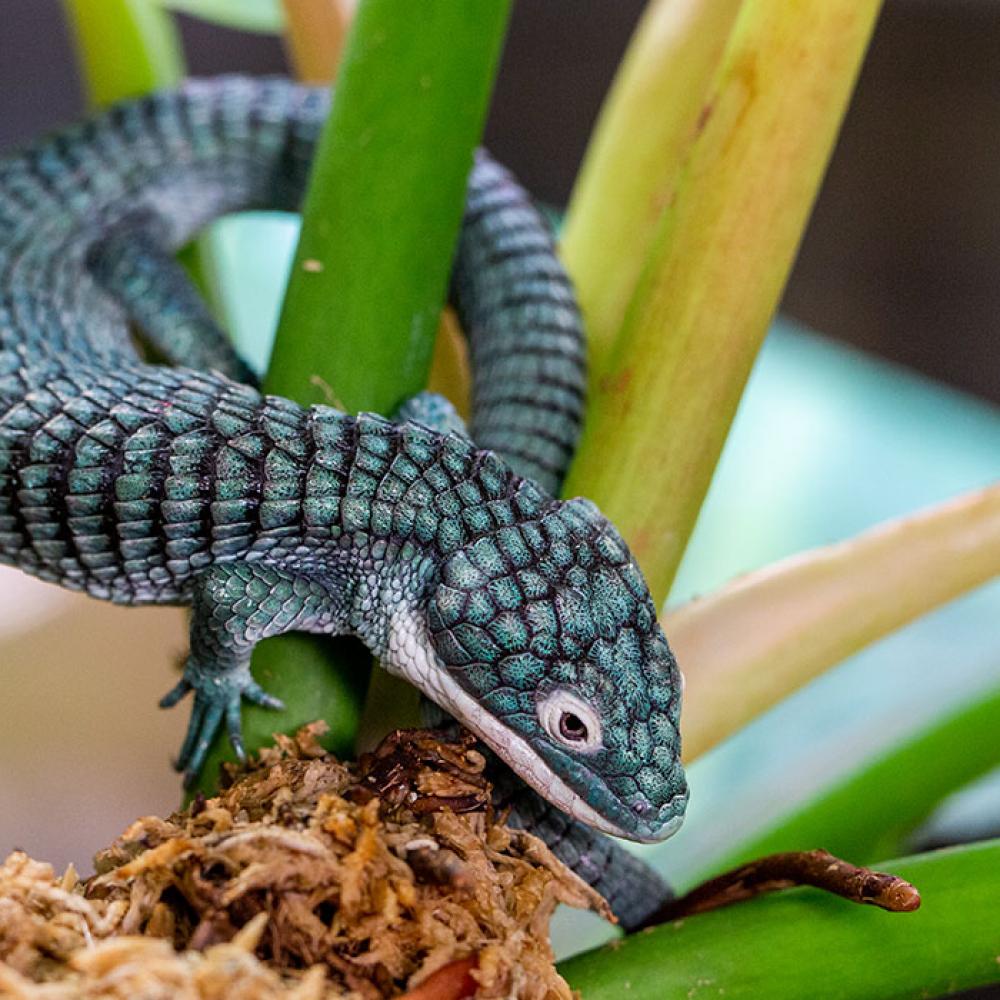 A small lizard, called an alligator lizard, with blue-green scales, a long, thick tail and short arms and legs. It is wrapped around a green plant