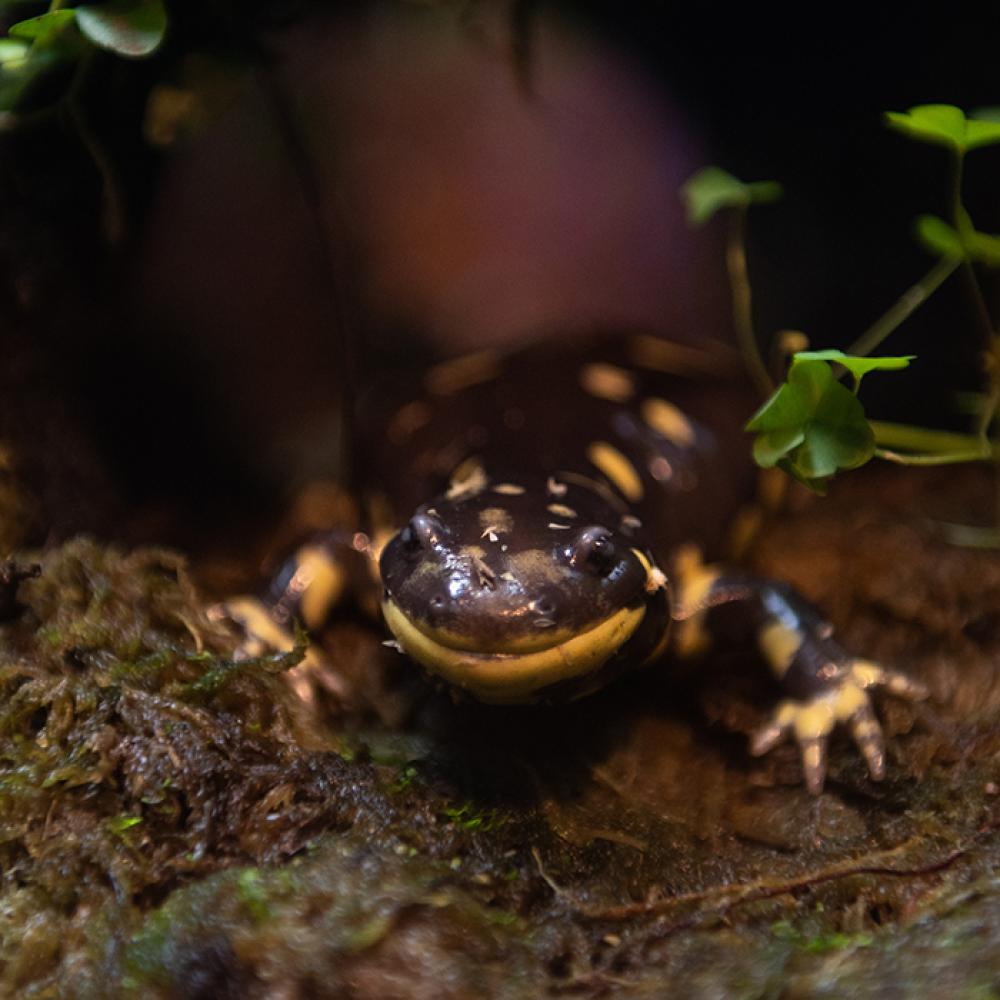 A small salamander, called a barred tiger salamander, with smooth, dark, yellow-spotted skin spotted. The salamander stands on a wet, mossy rock.