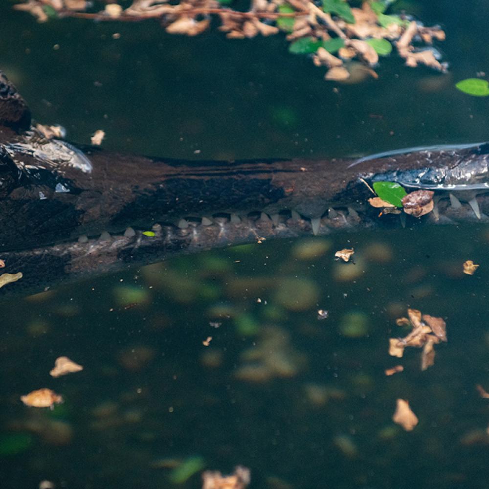A tomistoma, a crocodile-like reptile with a long, slender snout, surfaces in the water. Its teeth can be seen on its top and bottom jaw along its snout, with the longest protruding from the tip of the snout