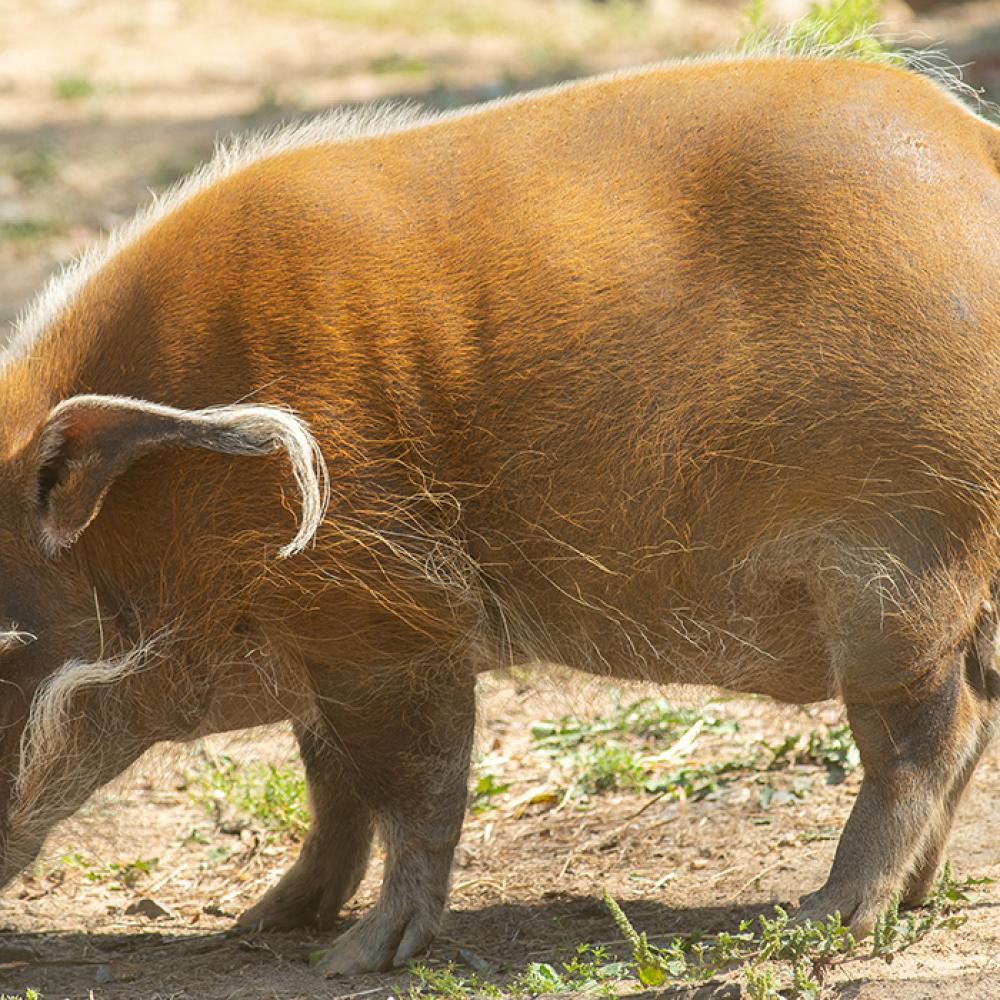 A red river hog with a long, knobbly snout, short legs, a slender tail and ears with long tufts of hair, grazes in the grass and dirt