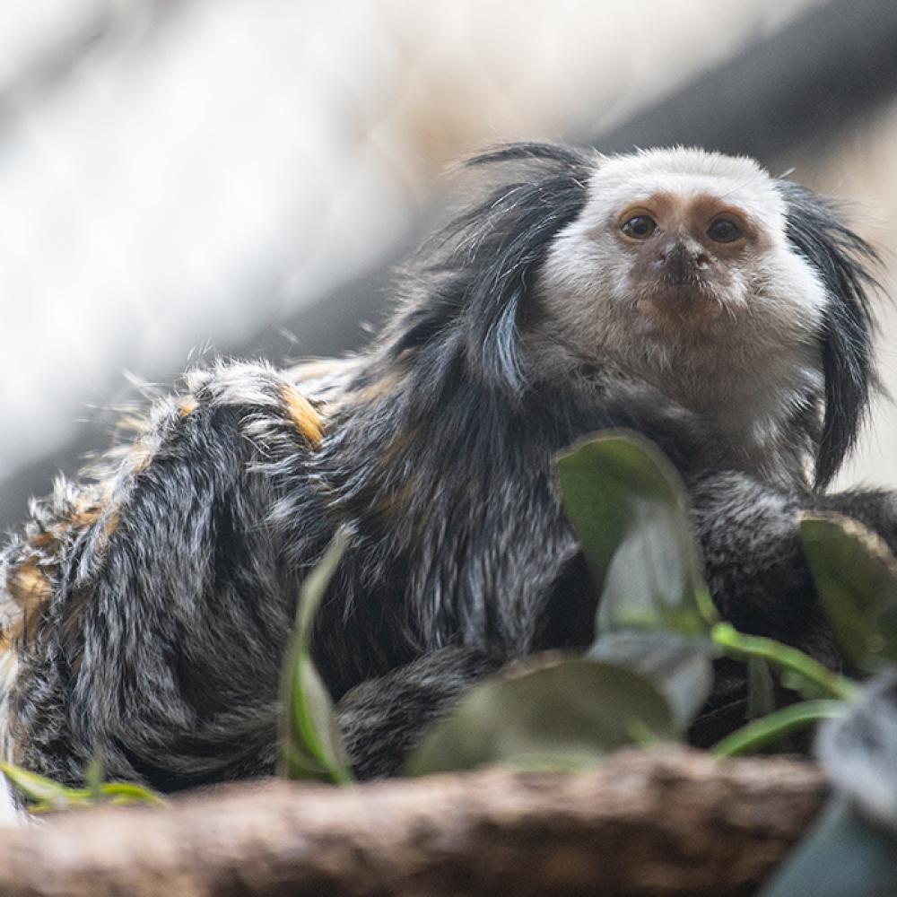 A small monkey, called a Geoffroy's marmoset, perched on a tree branch. The monkey has long fur black, orange and white fur and long tufts of fur on either side of its face.