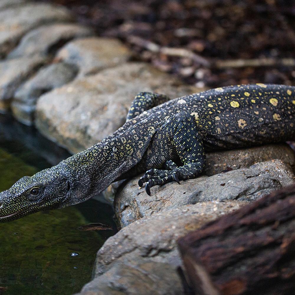 A large reptile, called a crocodile monitor, with long, curved claws, a lean body and scaly, spotted skin, climbs over rocks that line a pond and sticks its forked tongue out toward the water