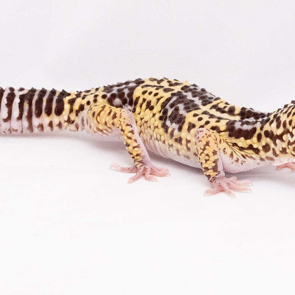 A small reptile, called an Iranian gecko, with short limbs, a thick striped tail and mottled brown and yellow patterning