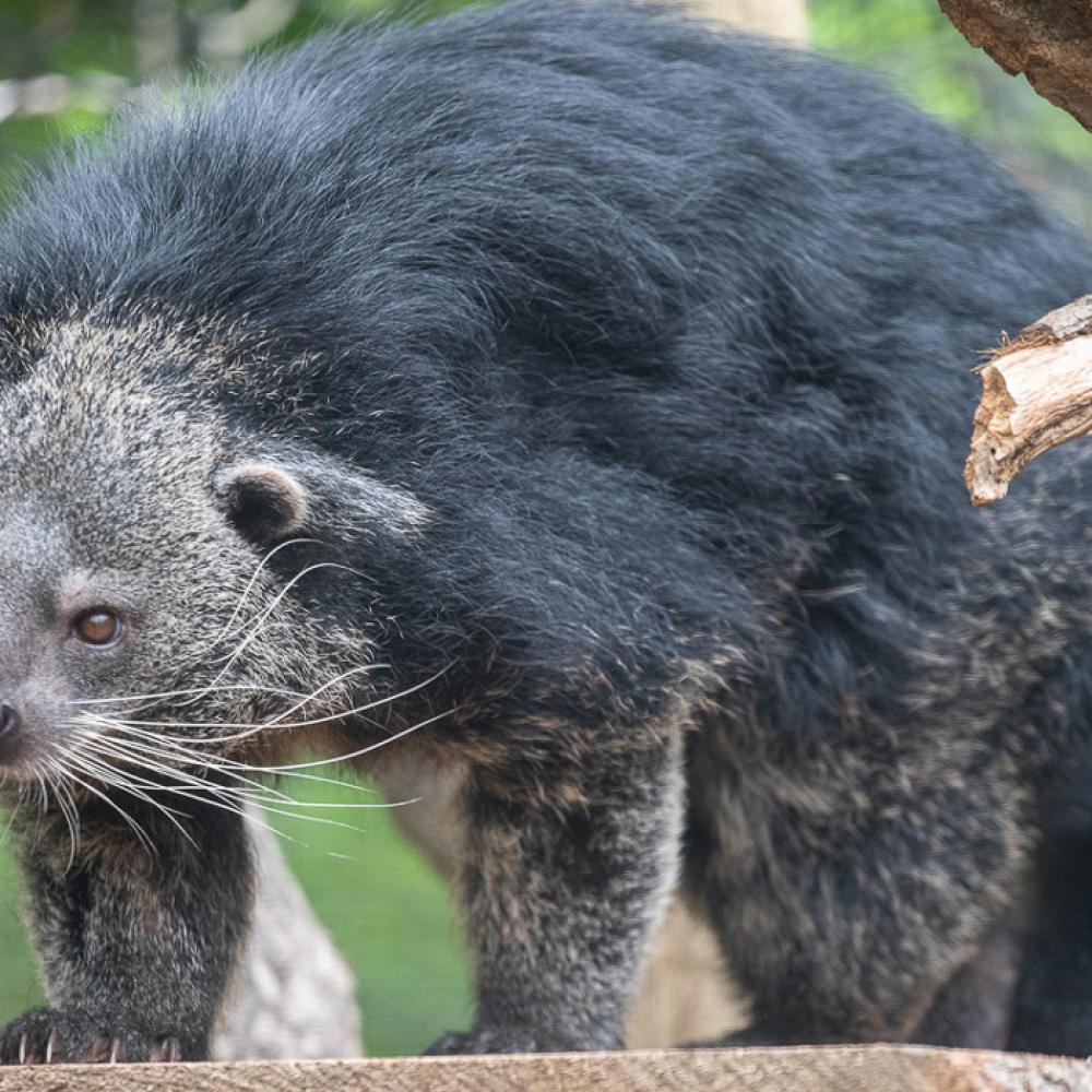 A binturong with a low, wide, muscular body, shaggy fur, whiskers, and tufted eyebrows