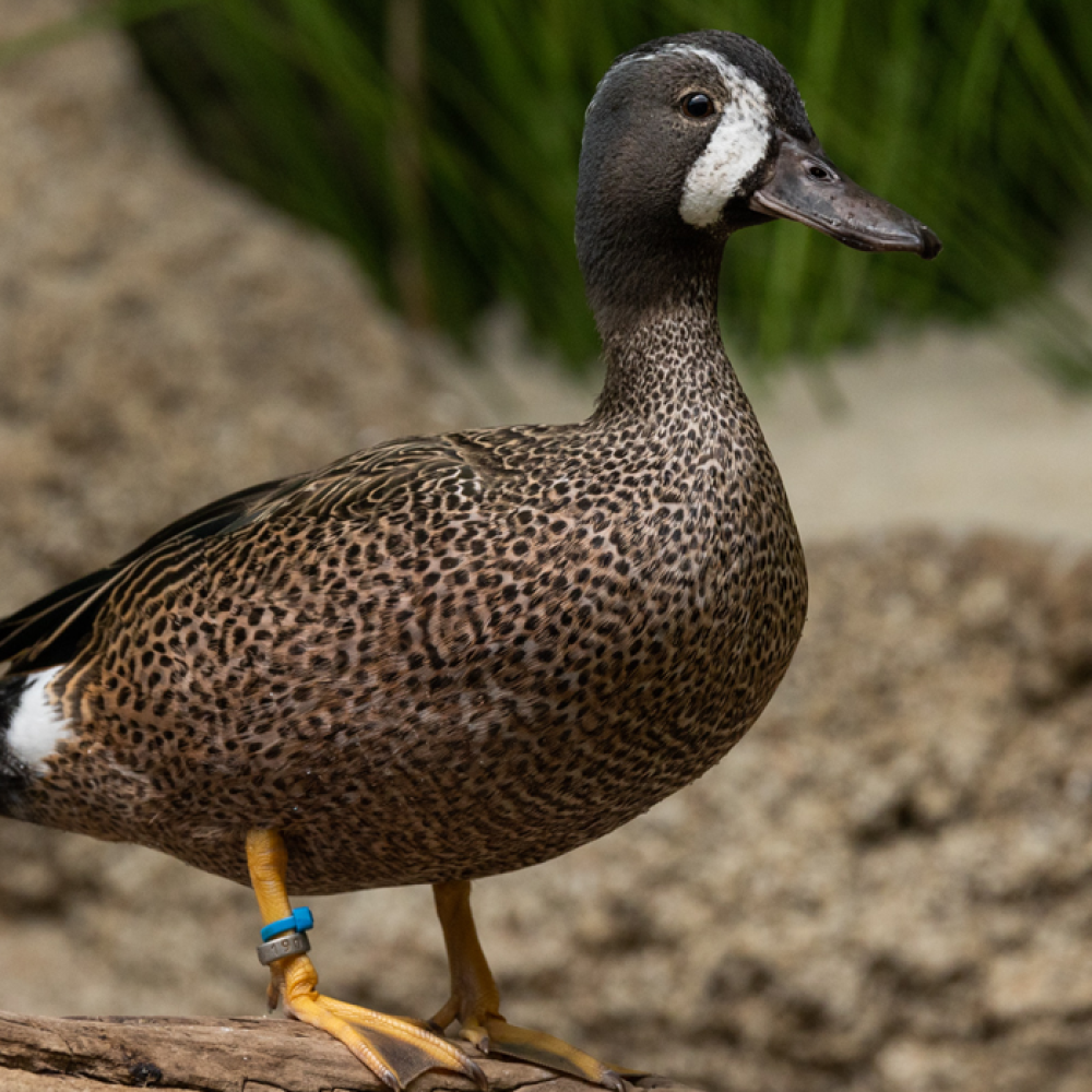 A male blue-winged teal stands atop of a rock in its indoor habitat area.