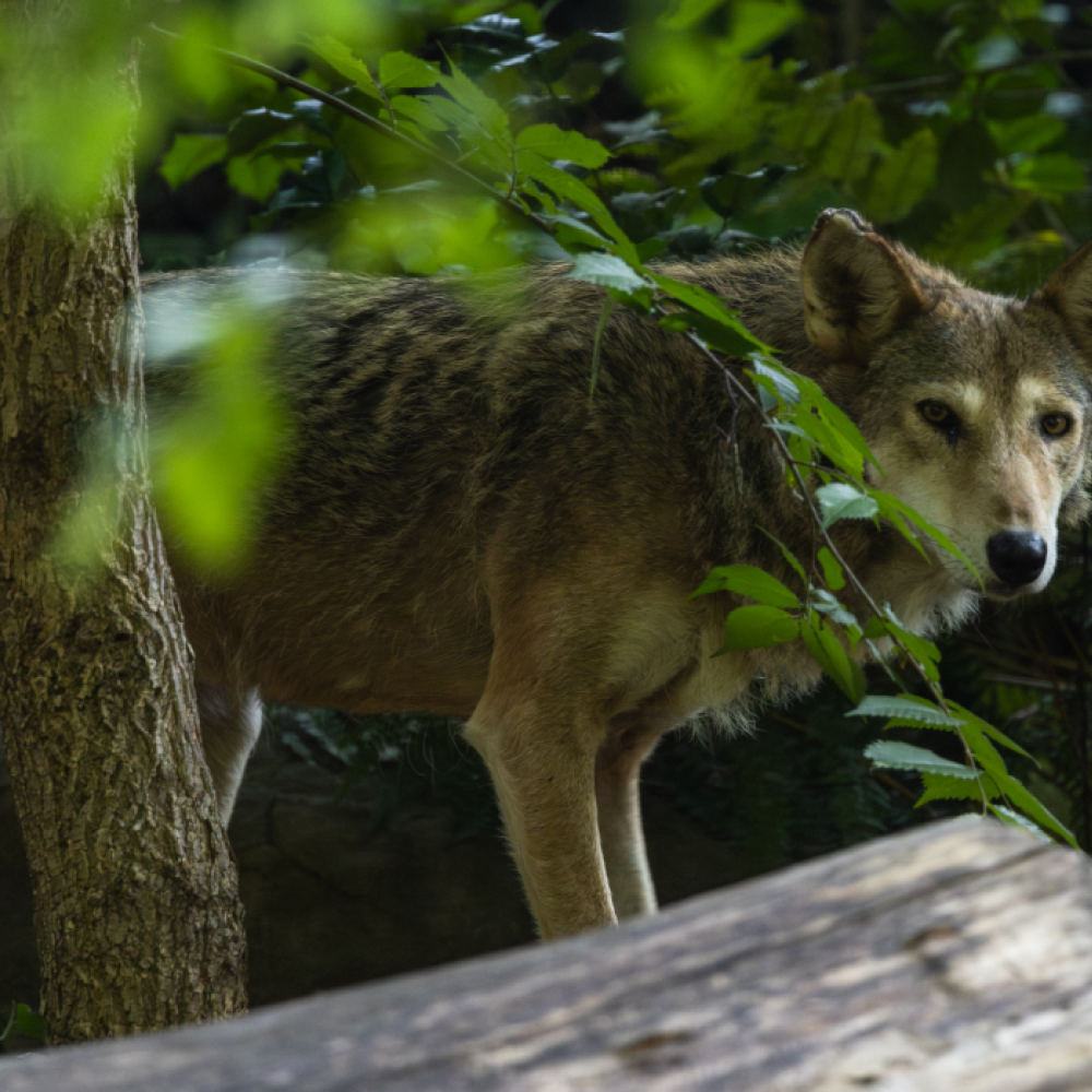 A red wolf pokes its head and torso out from behind a fallen log in its Zoo habitat.