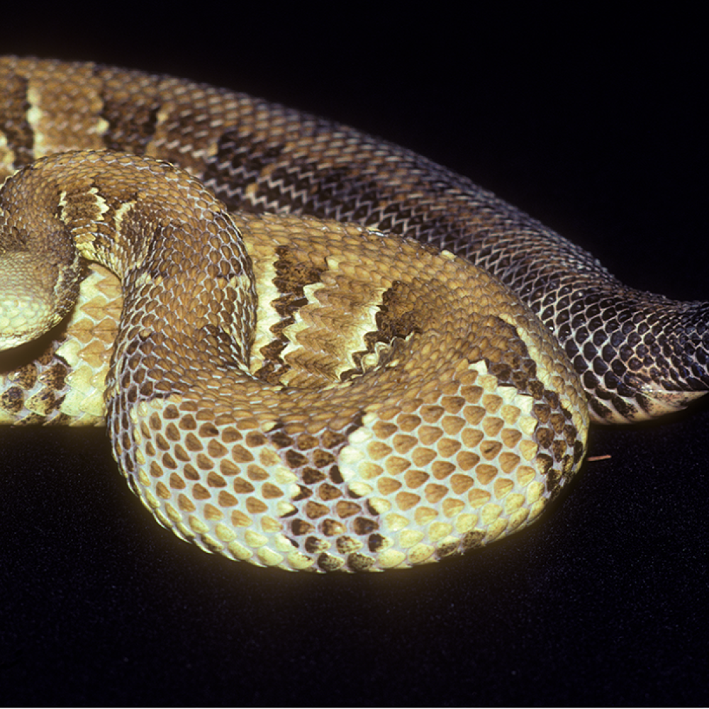 A timber rattlesnake with pale gray scales, dark-brown bands around its body, a brown stripe down its back and a rattle at the tip of its tail