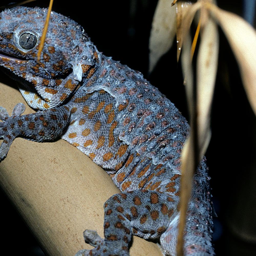 A gray-blue gecko with rust-orange spots holds onto a tan branch