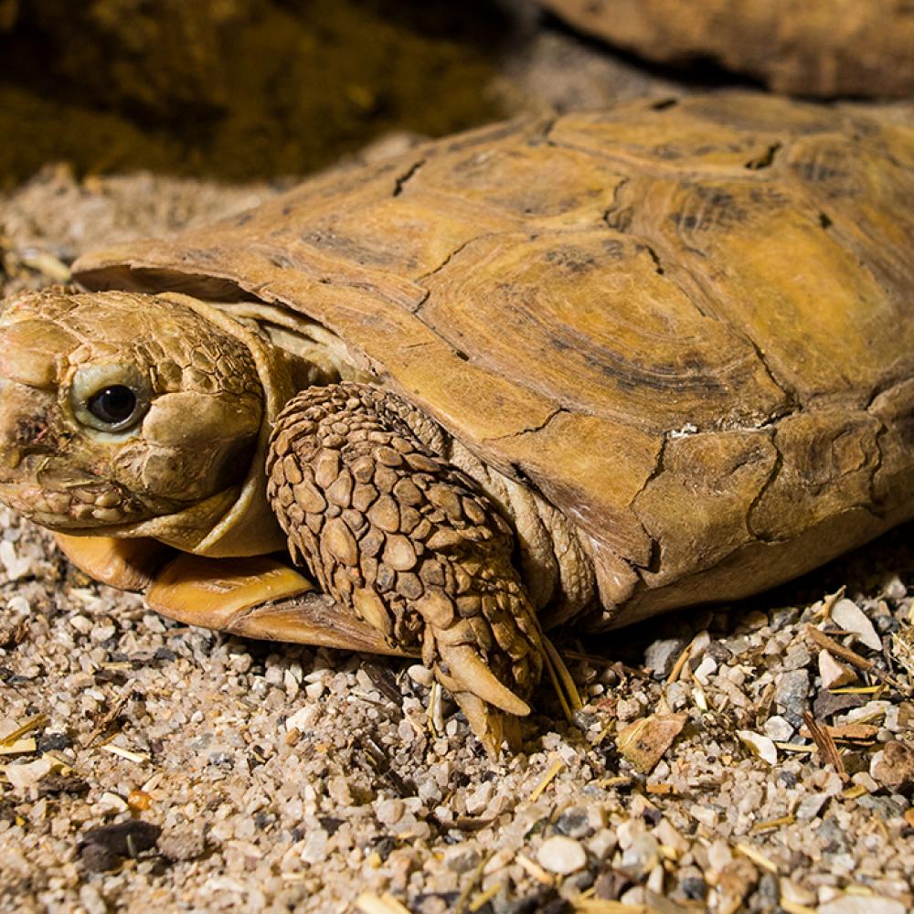 An African pancake tortoise with a flat shell, scaled limbs and a small head