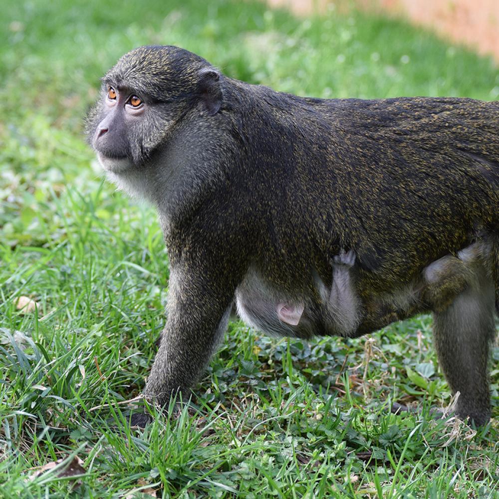 Allen's Swamp Monkey in the grass