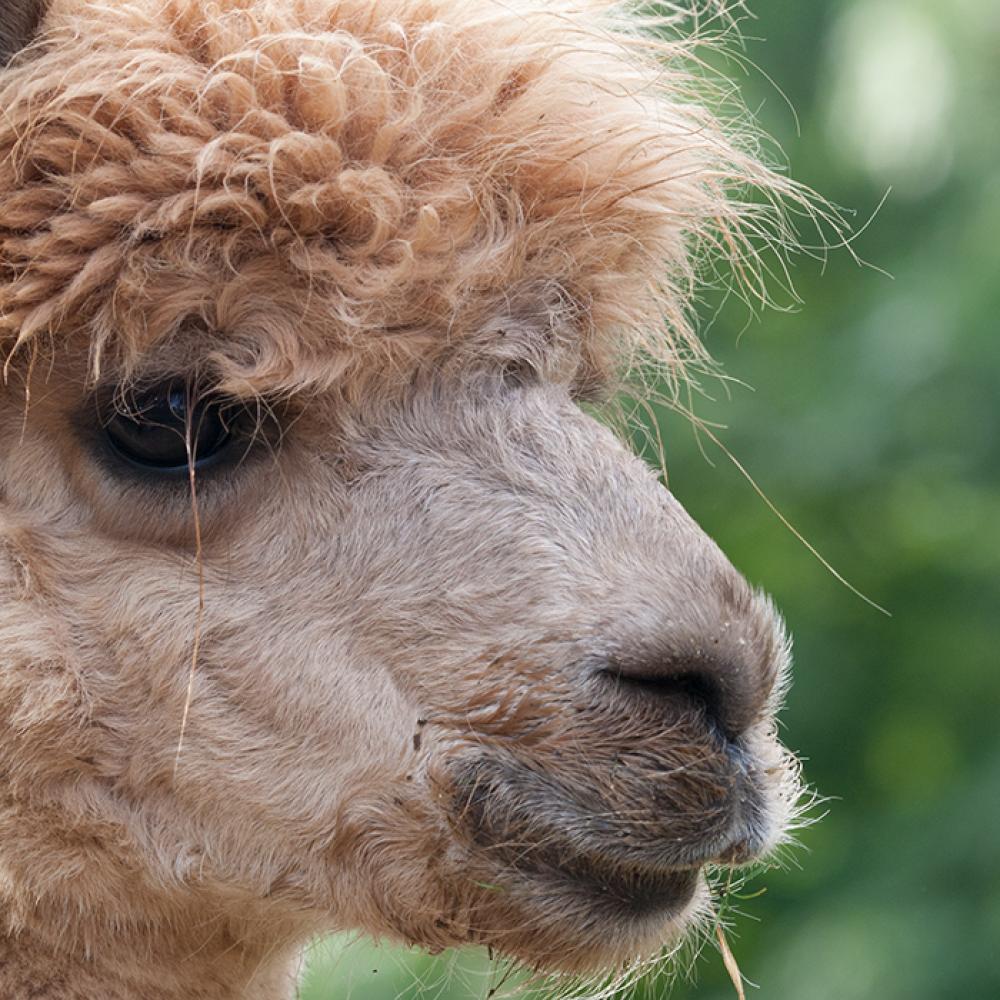 A close-up of a beige alpaca's face