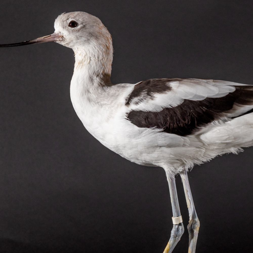 Side profile of an American avocet, a large, migratory shorebird with a black-and-white body, long legs, and a thin, upturned bill.