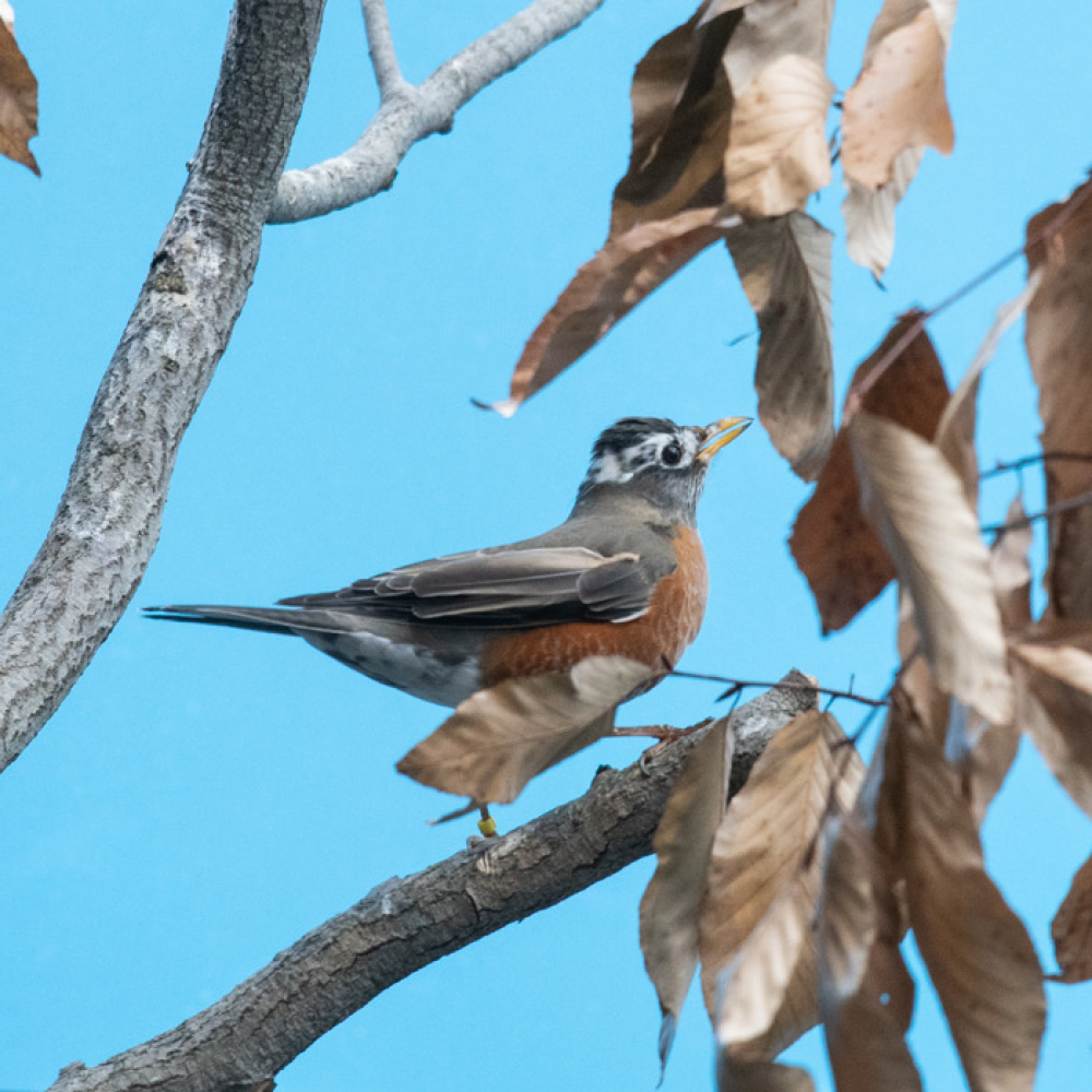 Side profile of an American robin, a medium-sized songbird with a bright orange belly, perches among tree branches with brown leaves still attached.
