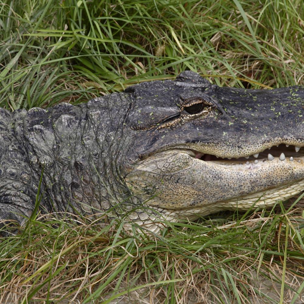 American alligator in the grass
