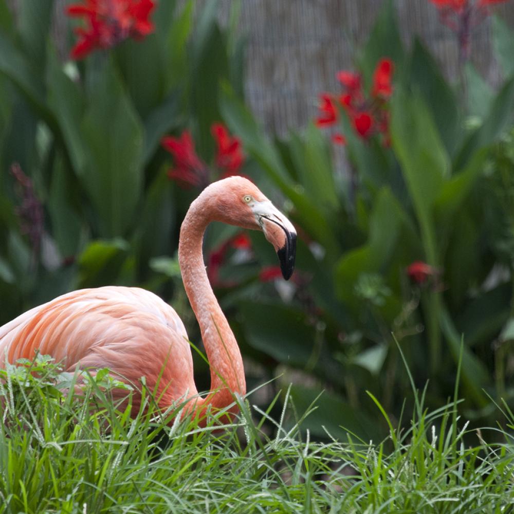 flamingo sitting in grass