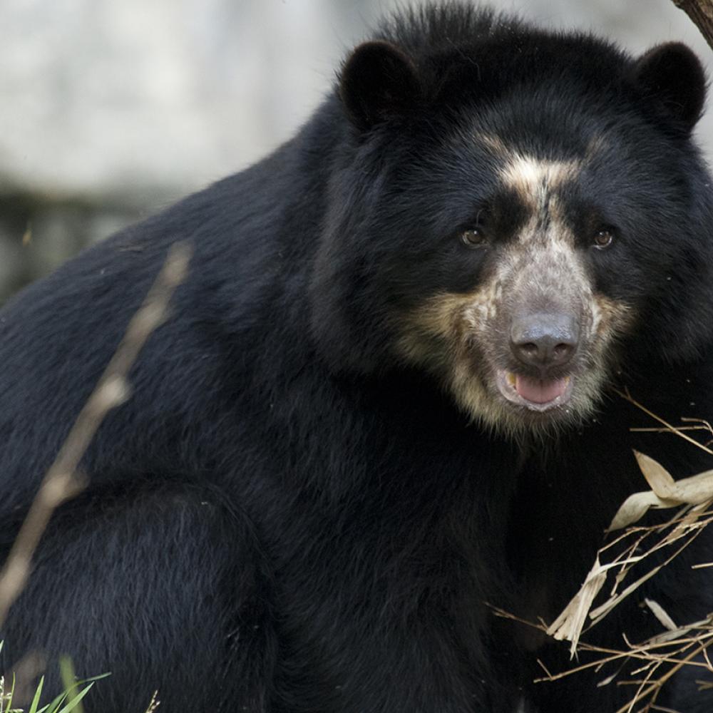 Andean Bear gray background