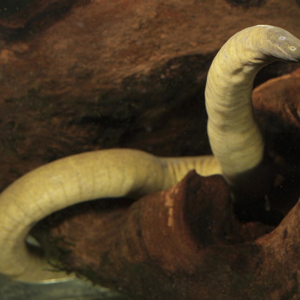 Whitish snakelike animal underwater.