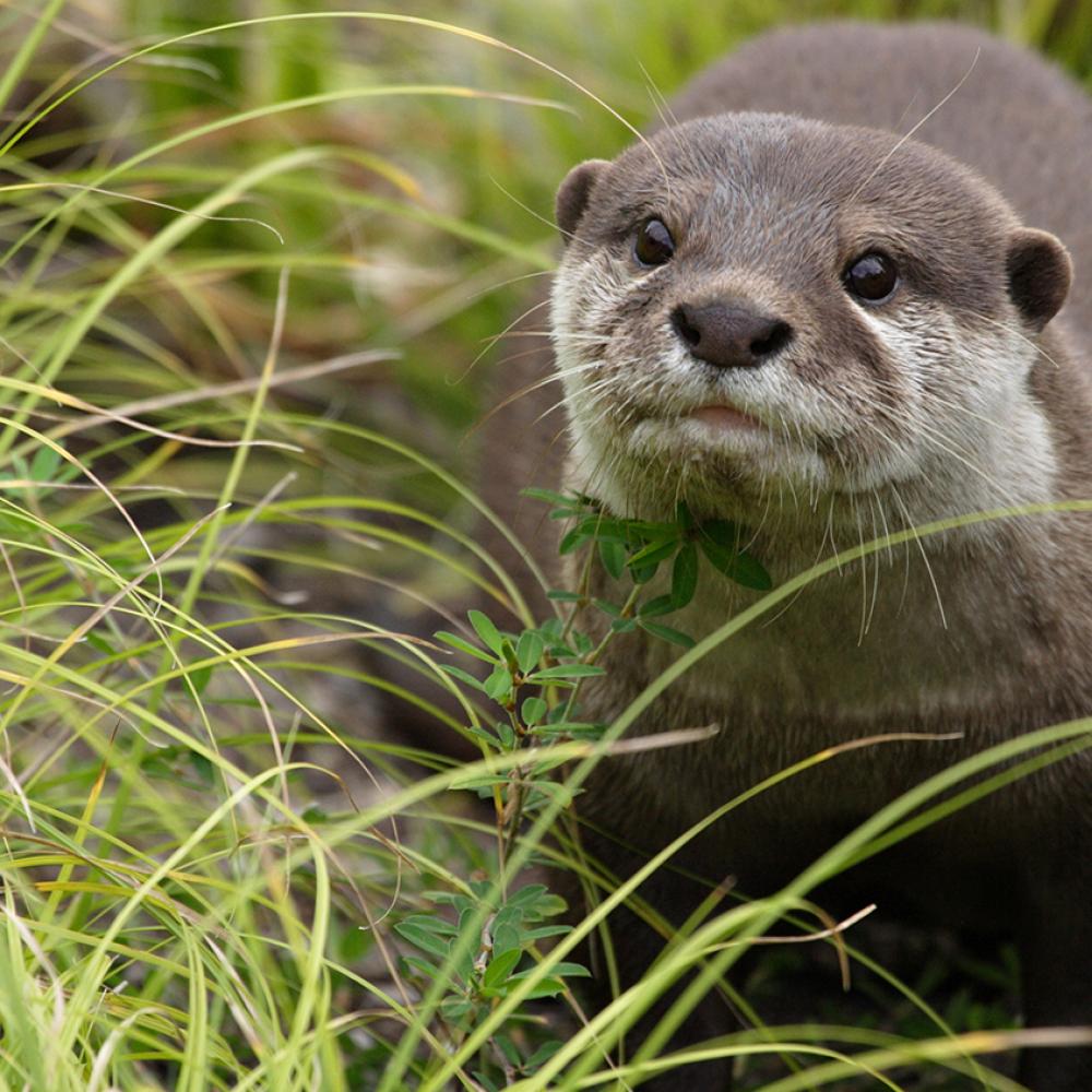 An Asian small-clawed otter in the grass. It is a weasel-like animal with small ears, whiskers, sleek, coarse fur, and a long tail.