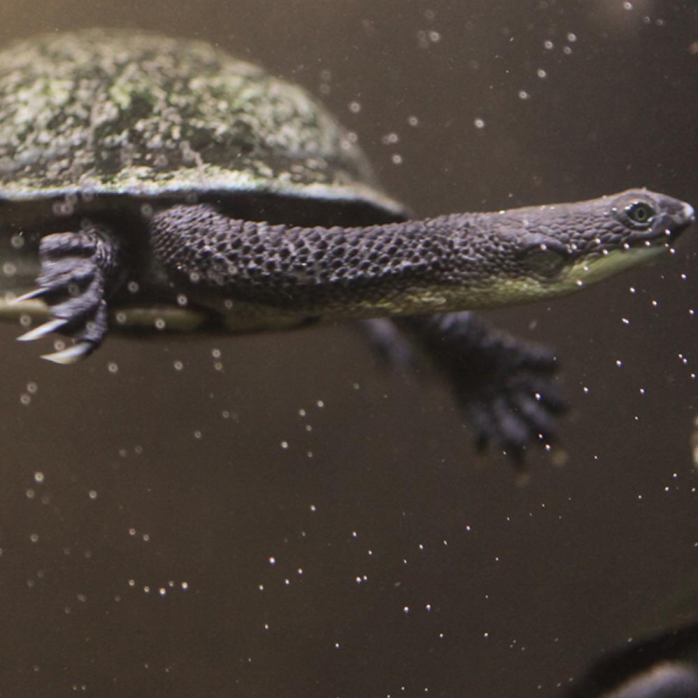 Two Australian snake-necked turtles that are dark gray with light spots on their undersides and around the edge of their shells swims in the water