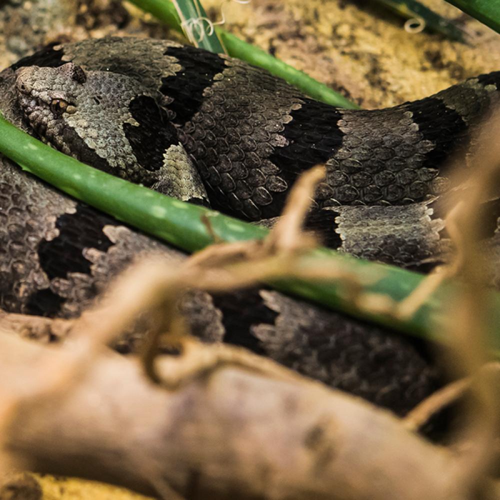 A gray snake with black-blotched stripes along its body, called a banded rock rattlesnake, rests with its head on its body in sand. It is nestled between branches and the arms of a green, cactus-looking plant