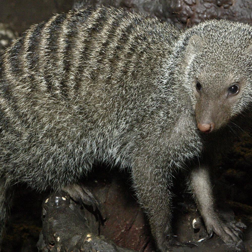 Gray-furred, long-nosed critter with numerous thin dark bands across its back