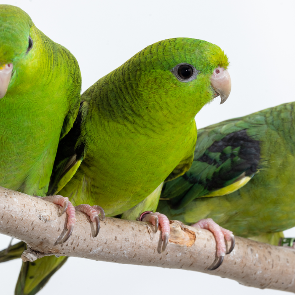 Three barred parakeets, small green members of the parrot family with dark green stripes on their wings, perch on a tree branch.
