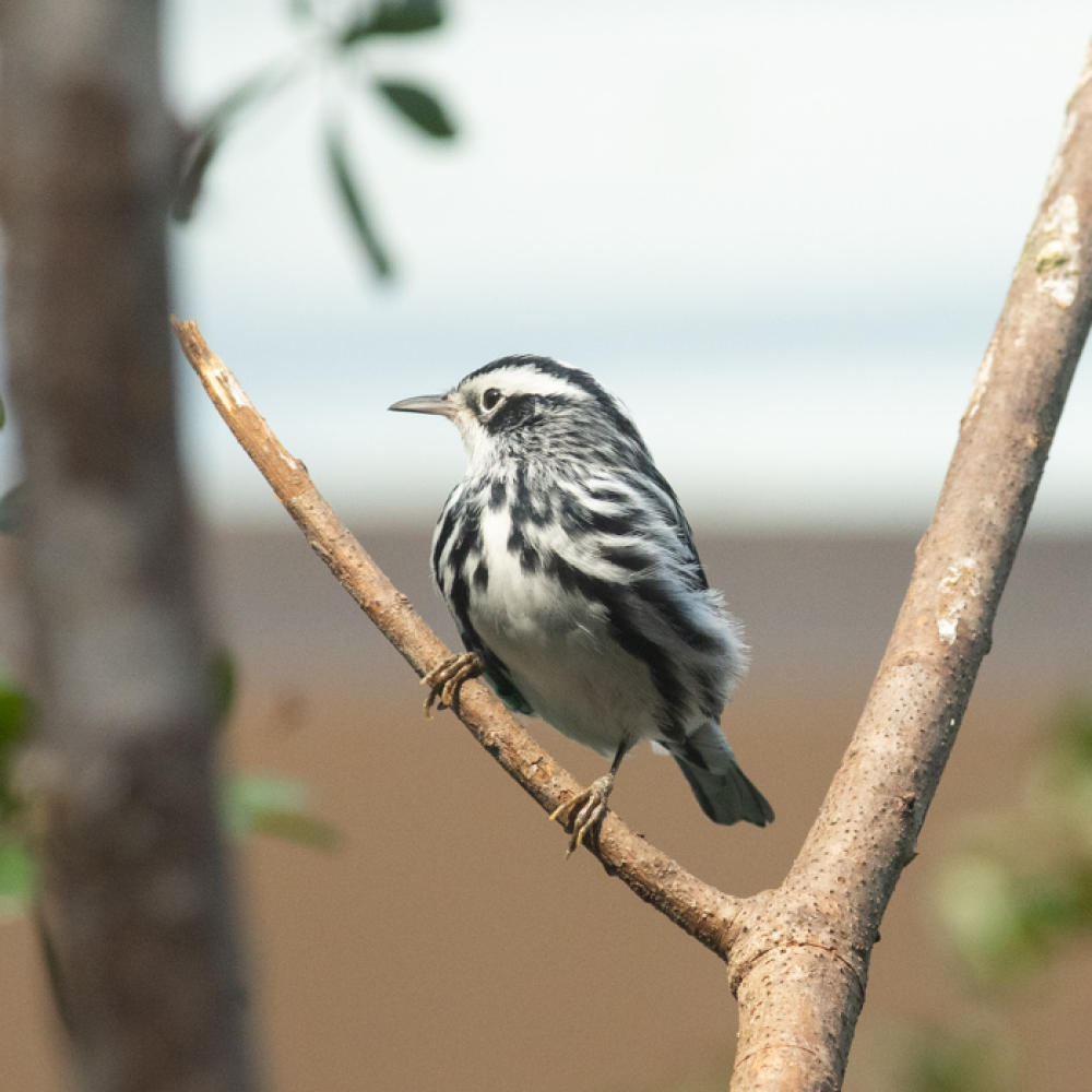 Black and white warbler perches in the crook of a v-shaped tree branch.