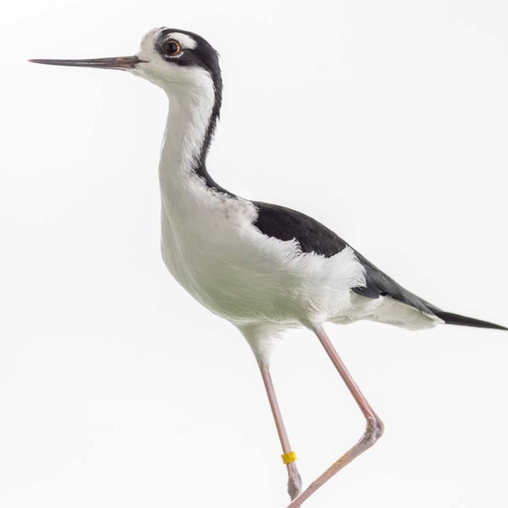 Side profile of a black-necked stilt, a medium-sized shorebord with long legs, a black and white body, a black neck and a long, thin conical bill.