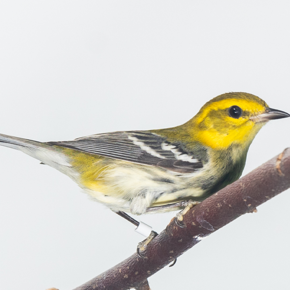 Side profile of a black-throated green warbler. This specimen has a yellow head, a gray throat, gray and black wings, and white undersides. It does not look particularly green.
