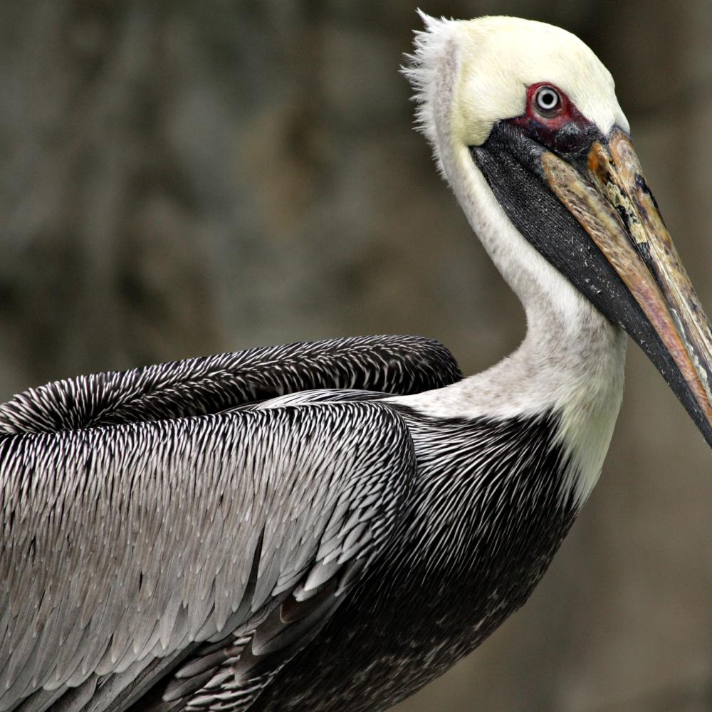 A brown pelican, with a gray-brown body, white neck and head, and long bill